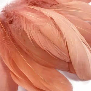 Duck Feathers, 500 Pieces Natural White Duck Cochettes Wholesale Loose  Feathers bulk Craft Supply : 2211 