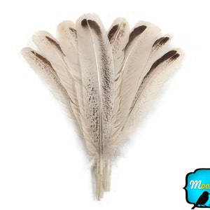 May include: A bunch of 10 natural pheasant feathers with brown and white markings. The feathers are arranged in a fan shape and have a soft, fluffy texture.