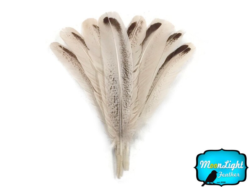 May include: A bunch of 10 natural pheasant feathers with brown and white markings. The feathers are arranged in a fan shape and have a soft, fluffy texture.