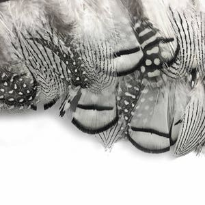 Feather Trim, 1 Yard Natural Black White Guinea & Pheasant Plumage Feather Trim : 4240 image 1