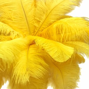 Wholesale Supplier , 1/2 lb 17-19 Yellow Large Ostrich Drab Plumage Wholesale Feathers bulk Mardi Gras Carnival Wedding : 2904 image 4