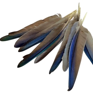 4 Pieces - Iridescent Blue Conure Parrot Small Wing Feathers -Rare- : 3641-88
