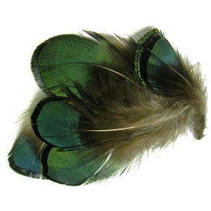 1 Pack Iridescent Green Bronze Lady Amherst Pheasant Plumage Tippet Feathers 0.10 Oz. Dream Catcher Fly Tying Supply : 492 image 3