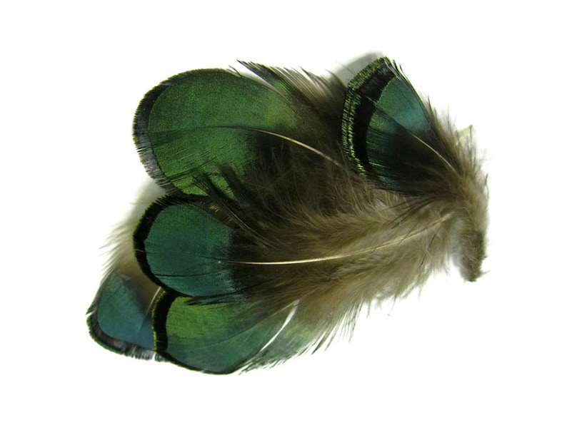 1 Pack Iridescent Green Bronze Lady Amherst Pheasant Plumage Tippet Feathers 0.10 Oz. Dream Catcher Fly Tying Supply : 492 image 3