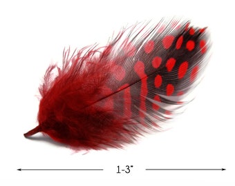 Guinea Feathers, 1 Pack - Red Guinea Hen Polka Dot Plumage Feathers 0.10 Oz. Craft Supply : 229
