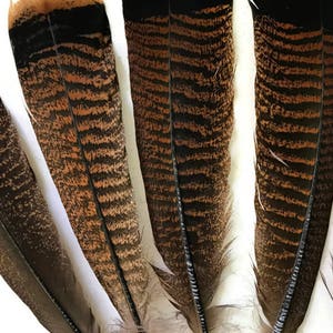 Puede incluir: Primer plano de varias plumas marrones y negras con patrones intrincados. Las plumas tienen una apariencia natural y texturizada, con bandas alternas de marr&oacute;n oscuro y tonos m&aacute;s claros. Las puntas de las plumas son de un tono m&aacute;s oscuro, creando un contraste llamativo.