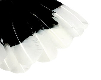 6 Pieces - White Tipped "Imitation Eagle" Turkey Tom Rounds Secondary Wing Quill Feathers Craft supply : 4080