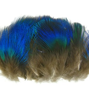 Small Peacock Feathers, 10 Pieces Iridescent Blue Peacock Body Plumage feathers Craft Supply : 2467 image 4