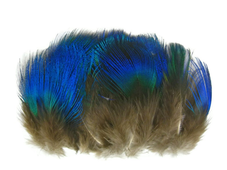 Small Peacock Feathers, 10 Pieces Iridescent Blue Peacock Body Plumage feathers Craft Supply : 2467 image 4