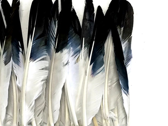 1 Pack Black Tipped White Duck Pointer Feathers 0.50 Oz Imitation Eagle Hawk