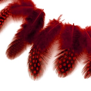 Puede incluir: Un grupo de plumas rojas con lunares negros. Las plumas están dispuestas en forma de abanico y están aisladas sobre un fondo blanco.