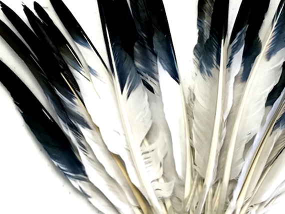 1 Pack Black Tipped White Duck Pointer Feathers 0.50 Oz Imitation Eagle Hawk