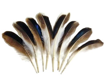 bluee feathers はまく〜ん様 3本おまとめ品 USA Seller, 1 Pack - Iridescent Blue Mix Mallard Duck Wing