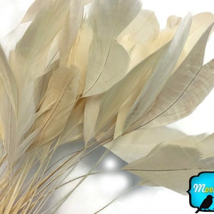 Trimmed Feathers, 1 Dozen - Ivory Stripped Rooster Coque Tail Feathers : 2274