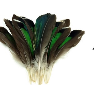USA Seller, 10 Pieces - Iridescent Green Mallard Duck Wing Feathers Halloween Craft Supply : 3358