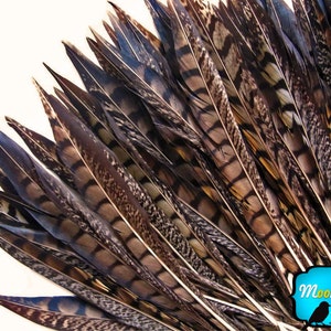 Tail feathers , 10 Pieces - 6-8&quot; NATURAL Lady Amherst Pheasant Tail Feathers : 2227