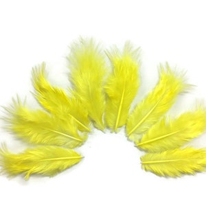 May include: A collection of ten bright yellow feathers arranged in a semi-circle on a white background.