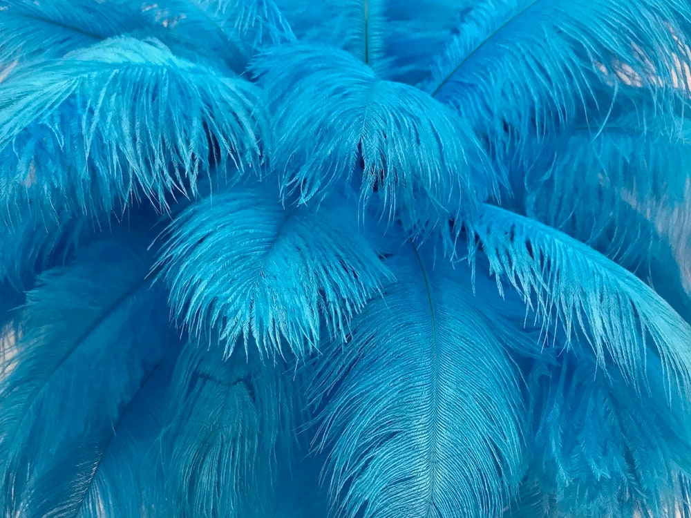 Ostrich Feathers, 100 Pieces 8-10 Turquoise Blue Ostrich Dyed Drab Body Wholesale  Feathers bulk : 2042 -  Denmark