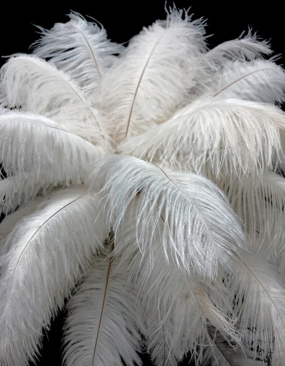 19-24 Ostrich Feathers - Black (Pack of 12)