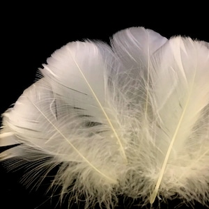 Puede incluir: Un grupo de plumas suaves y blancas dispuestas en forma de abanico sobre un fondo negro. Las plumas son delicadas y esponjosas, con un brillo sutil.