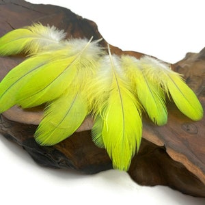 May include: A group of five feathers with a bright yellow and green color gradient. The feathers are arranged on a piece of wood.