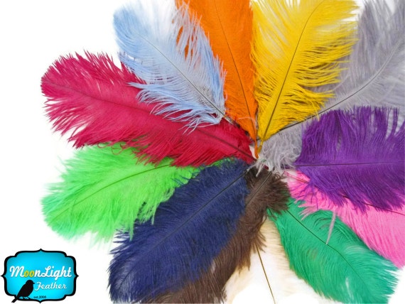 Large Ostrich Plume Feathers Bulk - Dyed & Natural