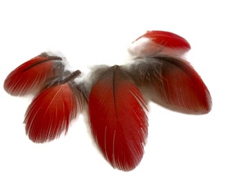 Cruelty Free Feathers, 6 Pieces - Natural Red African Grey Parrot Small Body Plumage Feathers - Rare- Fly Tying Craft Supply : 3945