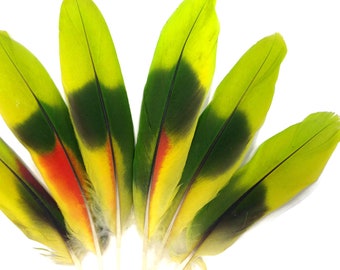 Cruelty-Free Feathers, 4 Pieces - Lime Green Red Amazon Parrot Wing Feathers - rare- Ethically Sourced : 3256