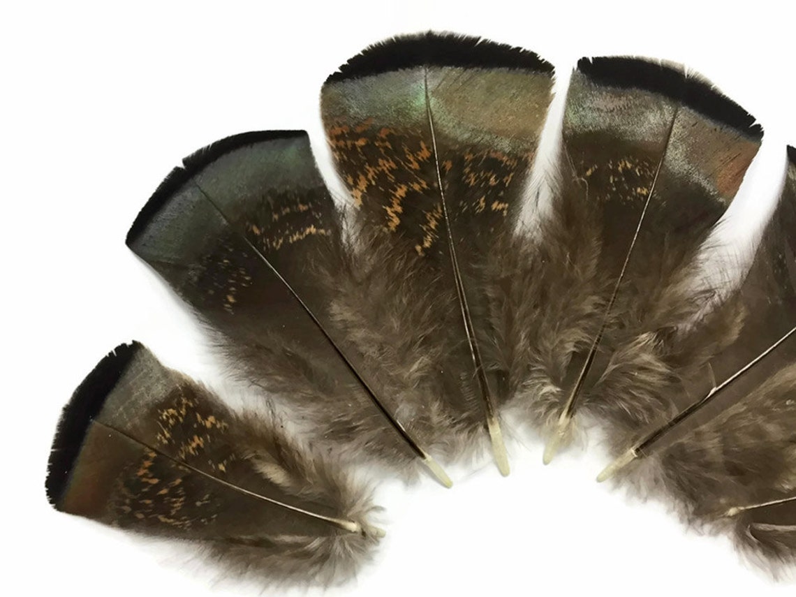 Wild Turkey Feathers 5 Pieces Small Wild Bronze Turkey Etsy