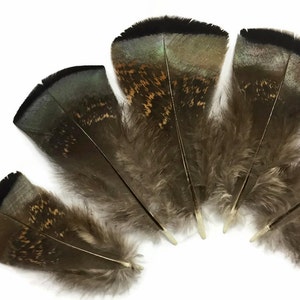 Wild Turkey Feathers, 5 Pieces - Small Wild Bronze Turkey Flats Feathers : 4169