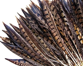 USA SELLER, 50 Pieces - 12-14" Natural Striped Lady Amherst Pheasant Tail Feathers Wholesale (Bulk) Wedding Halloween Craft Supply : 3773