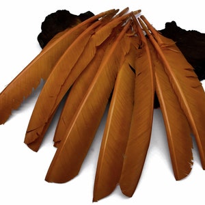 May include: A bunch of 10 natural brown feathers, with a slightly orange hue, are arranged in a fan shape on a white background.