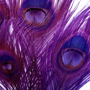 VENDEUR USA, 5 pièces - Plumes d'oeil de queue de paon blanchies et teintes en violet 10-12" de long Artisanat d'Halloween Mariage Mardi Gras Fourniture : 264