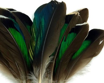 USA Seller, 10 Pieces - Iridescent Green Mallard Duck Wing Feathers Halloween Craft Supply : 3358