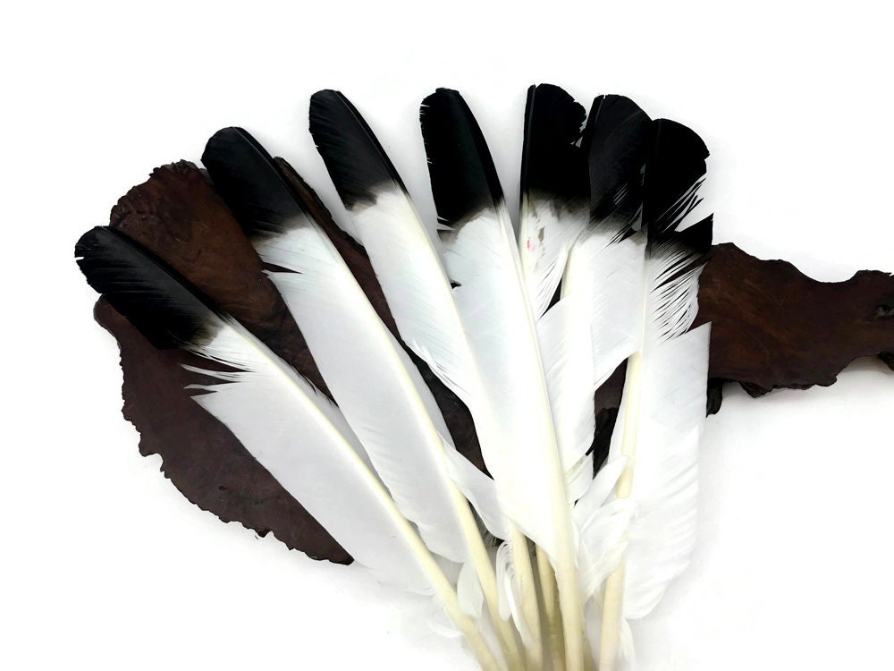 Wing Feathers, 1/4 Lb Black Turkey Rounds Secondary Wing Quill Wholesale Feathers  bulk Craft Supply : 2151 