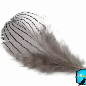 Pheasant Feathers, 1 DOZEN GREY Silver Pheasant Plumage Feathers: 428 image 2