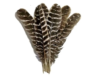 Lampu Natural Turkey Feathers 5-7 inches Party DIY Decoration per Pack of 10 