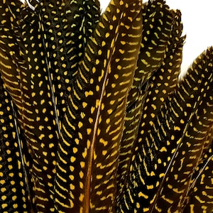 Puede incluir: Un manojo de plumas de faisán marrones y amarillas con un patrón de manchas.