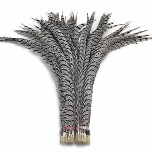 Puede incluir: Un manojo de plumas decorativas, con un patrón de marcas negras y grises. Las plumas están atadas en la base con una banda rosa. Las plumas están dispuestas en forma de abanico sobre un fondo blanco.