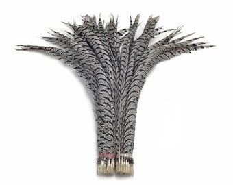 USA SELLER, 10 Pieces - 30-35" Natural Zebra Black And White Lady Amherst Pheasant Tail Super Long Feathers Halloween Mardi Gras : 3159