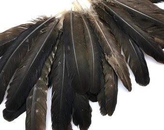 Wild Turkey Feathers, 50 Pieces - Natural Brown Wild Turkey Rounds Secondary Wing Quill Wholesale Feathers (Bulk) Halloween : 4454