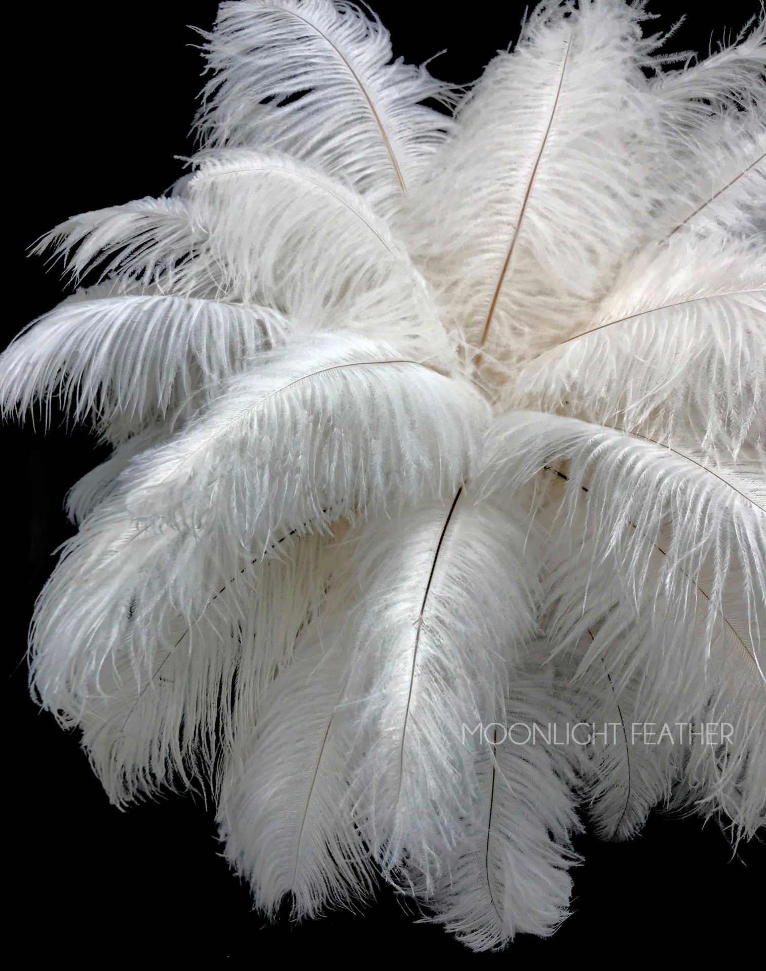 USA Ostrich Plumes, 10 Pieces - 14-17"  Off White Ostrich Dyed D…