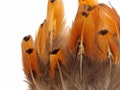 USA Pheasant Feathers, 1 Pack - Gold Ringneck Pheasant Plumage Loose Feathers 0.10 Oz. Craft Supply : 315