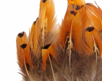 USA Pheasant Feathers, 1 Pack - Gold Ringneck Pheasant Plumage Loose Feathers 0.10 Oz. Craft Supply : 315