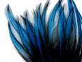 Blue Laced Feathers, 10 Pieces - Kingfisher Blue Dyed BLW Laced Long Rooster Cape Whiting Farms Feathers: 2109