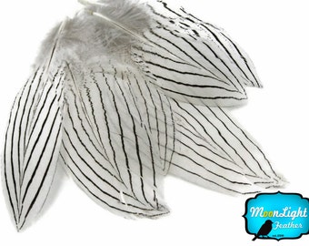 ZPDECOR Piume Di Fagiano Zebra Lady Amherst Tinte 80-90 Cm 32-36 - Foto 13