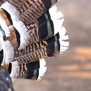 Puede incluir: Primer plano de plumas de ave. Las plumas presentan un patr&oacute;n de negro, marr&oacute;n y blanco, con una textura detallada. Las puntas de las plumas son blancas, creando un contraste llamativo.