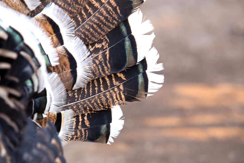 Puede incluir: Primer plano de plumas de ave. Las plumas presentan un patr&oacute;n de negro, marr&oacute;n y blanco, con una textura detallada. Las puntas de las plumas son blancas, creando un contraste llamativo.