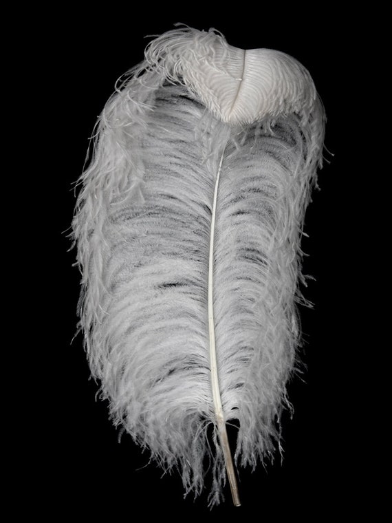 Buy Large Feathers, 10 Pieces 18-24 White Prime Grade Large Ostrich Wing  Plumes Centerpiece Feathers : 2224 Online in India 