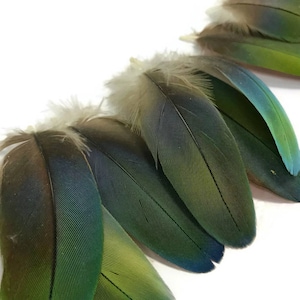 Può includere: Una collezione di piume colorate con una sfumatura di verde, blu e marrone. Le piume hanno una base morbida e soffice e una superficie liscia e strutturata. Le piume sono disposte su uno sfondo bianco.